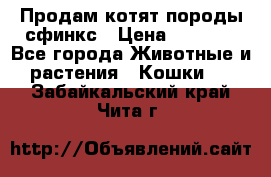 Продам котят породы сфинкс › Цена ­ 4 000 - Все города Животные и растения » Кошки   . Забайкальский край,Чита г.